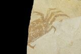 Two Miocene Pea Crab (Pinnixa) Fossils - California #177040-1